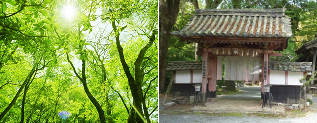お寺さんによるプレミアム森林葬（森林散骨）